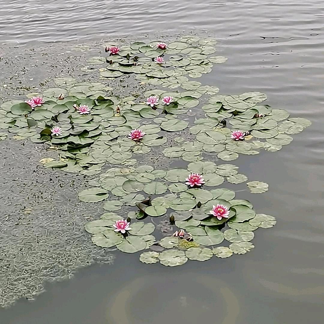 舞z歌🔥自由自在爱手舞💃