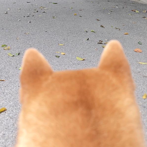 来自武汉的热心网友