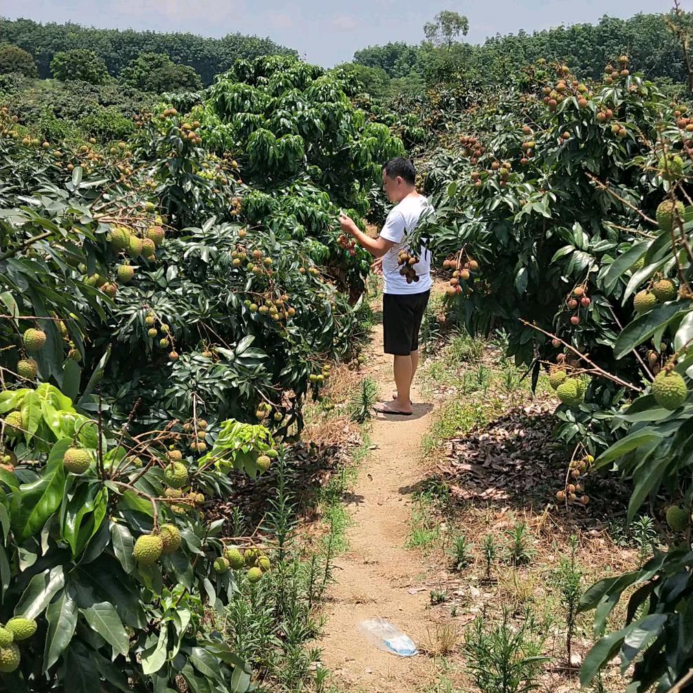 幽默少狼