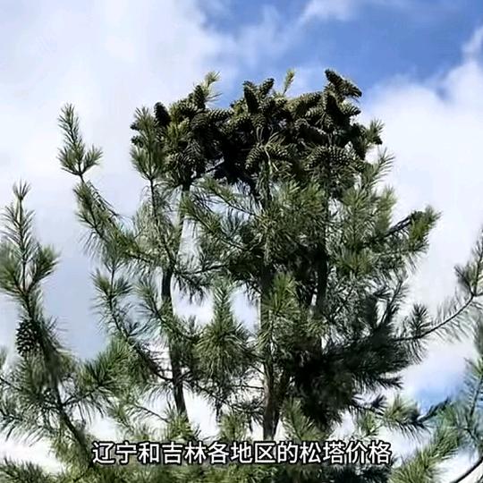 我是钢筋工。