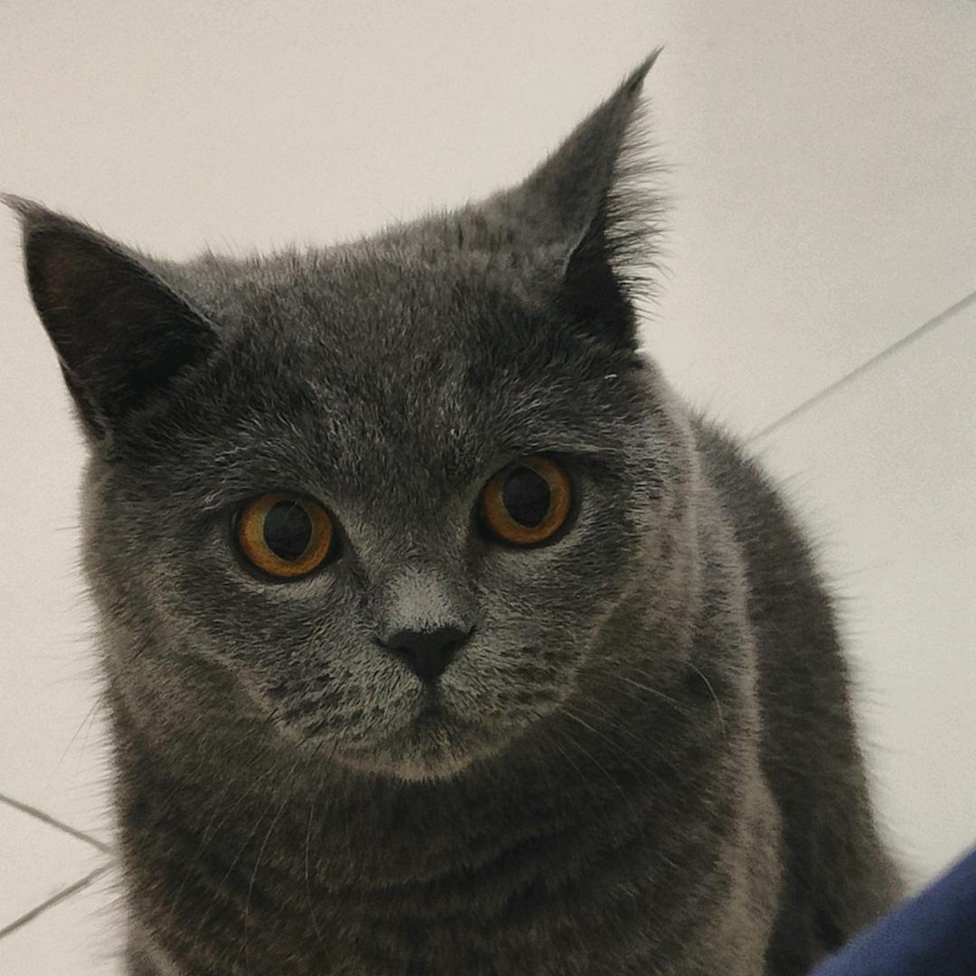 酱丁