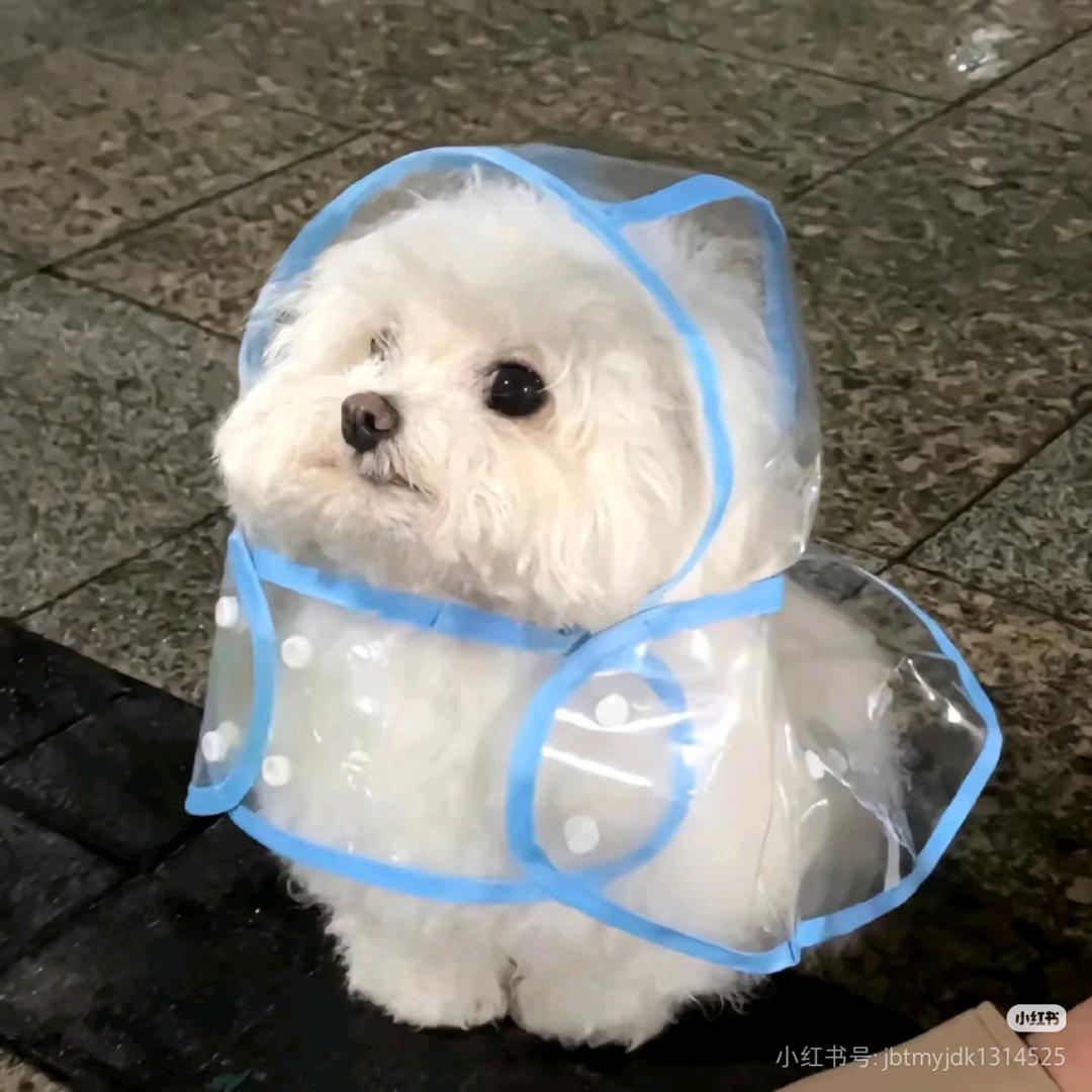 快乐修狗🐶