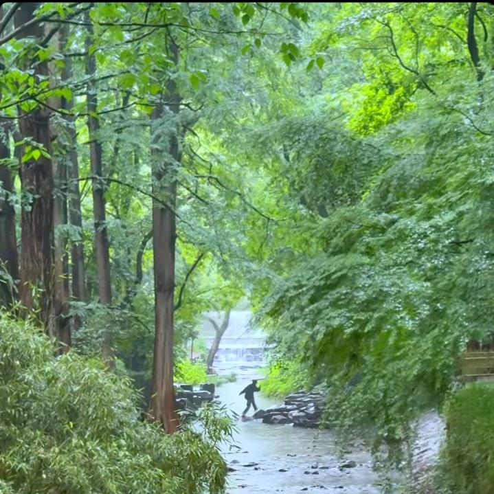 水 森林