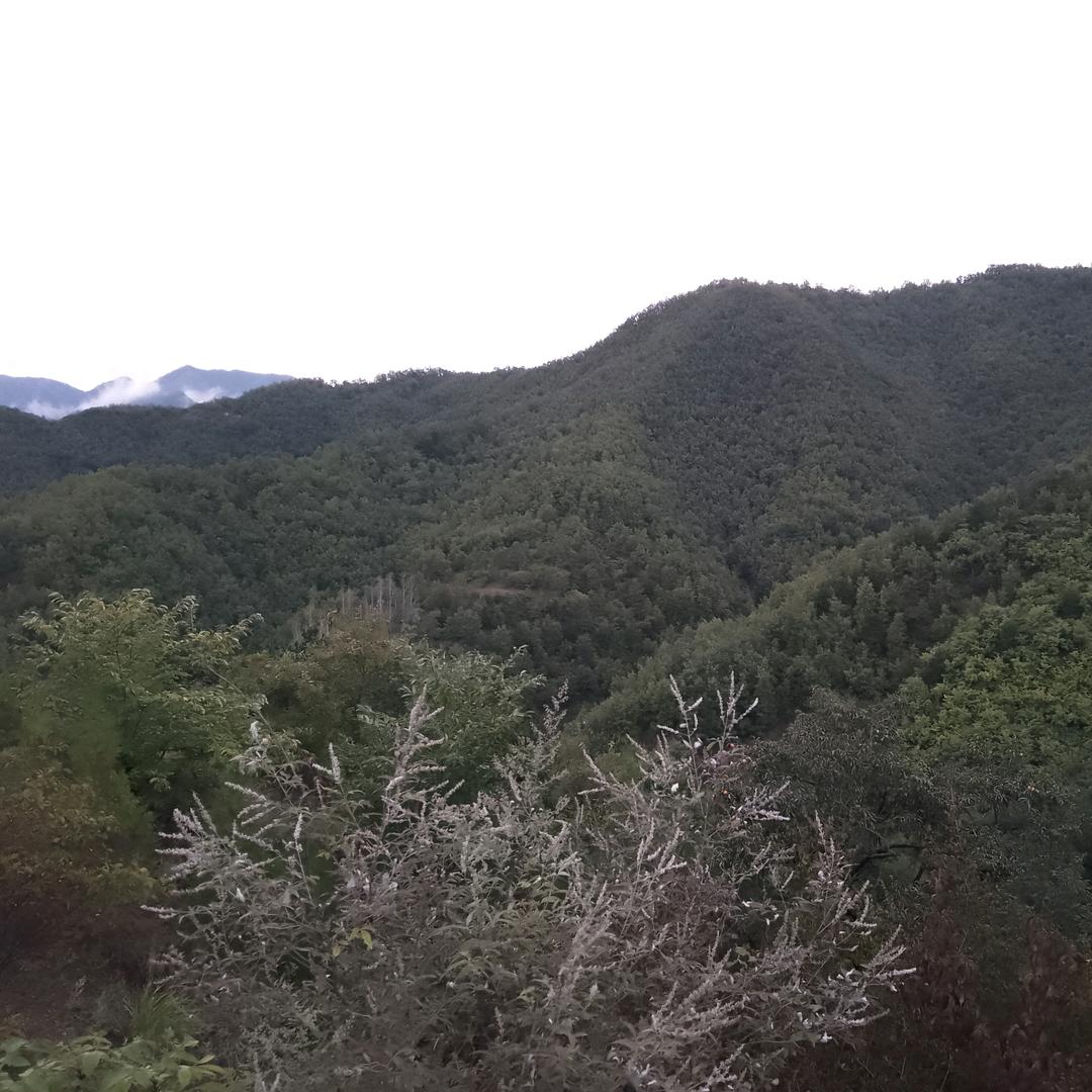 葛根粉头像