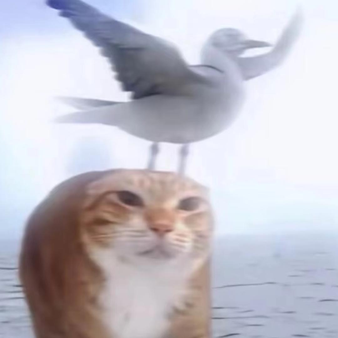 邪恶海鸥骑七旬老奶闯红灯抢姥爷花棉裤