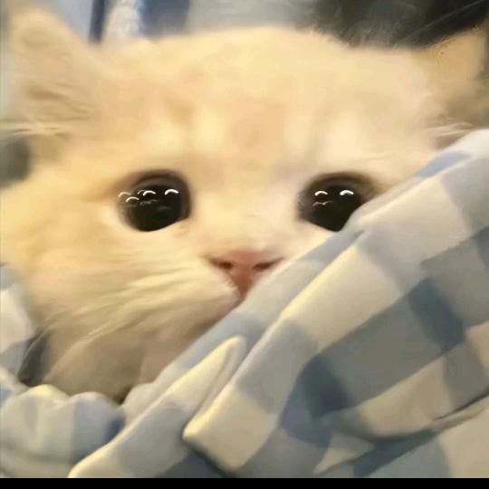 小猫.