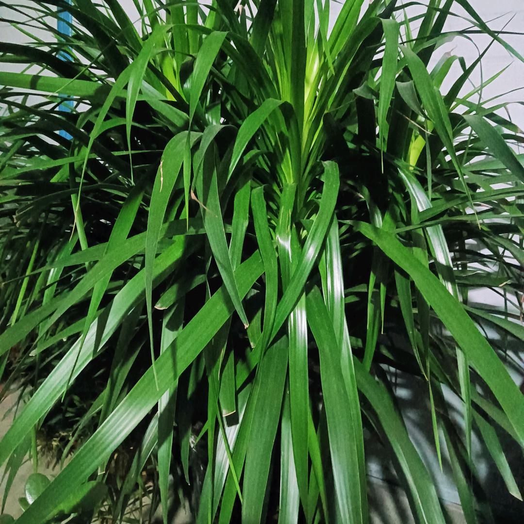 六月河花六六年的老马