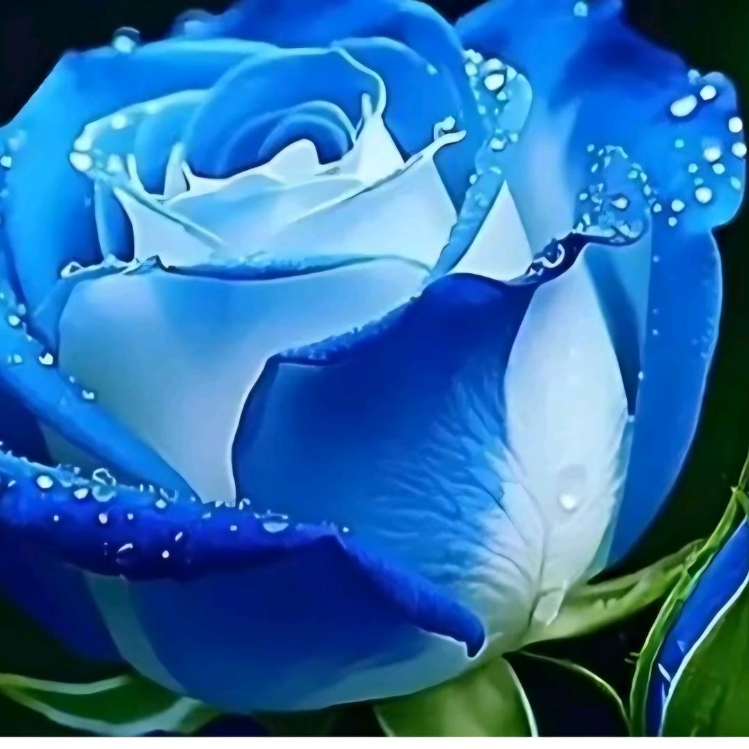 蓝玫瑰