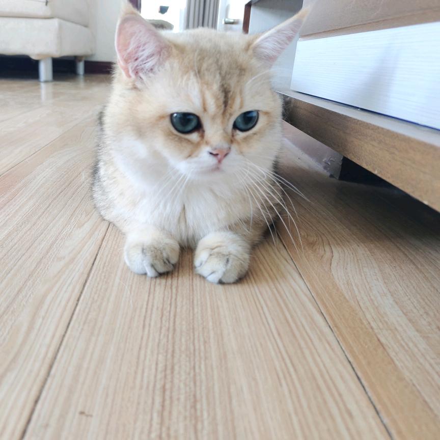 旺仔是只金渐层🐱