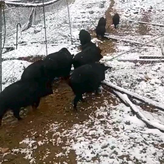 小山华牧草养猪 黑猪 藏香猪2