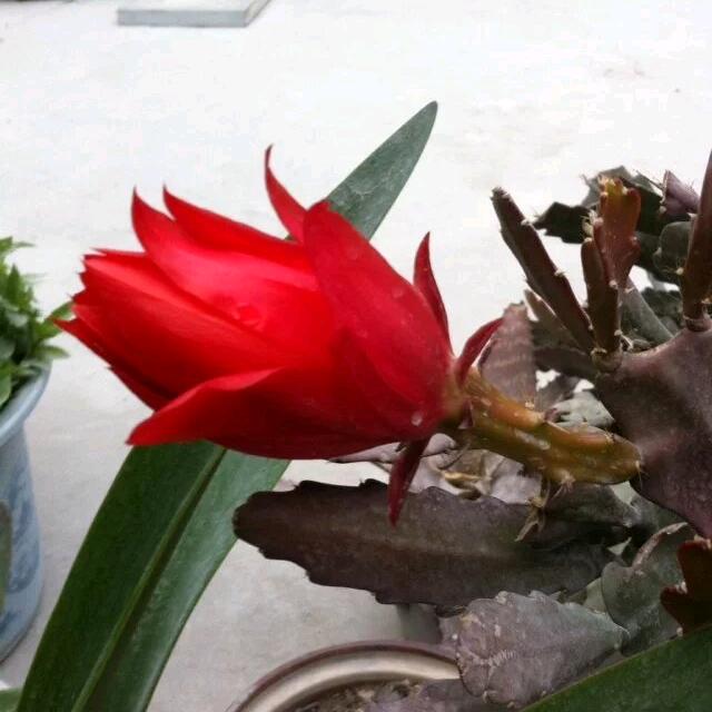 无花果