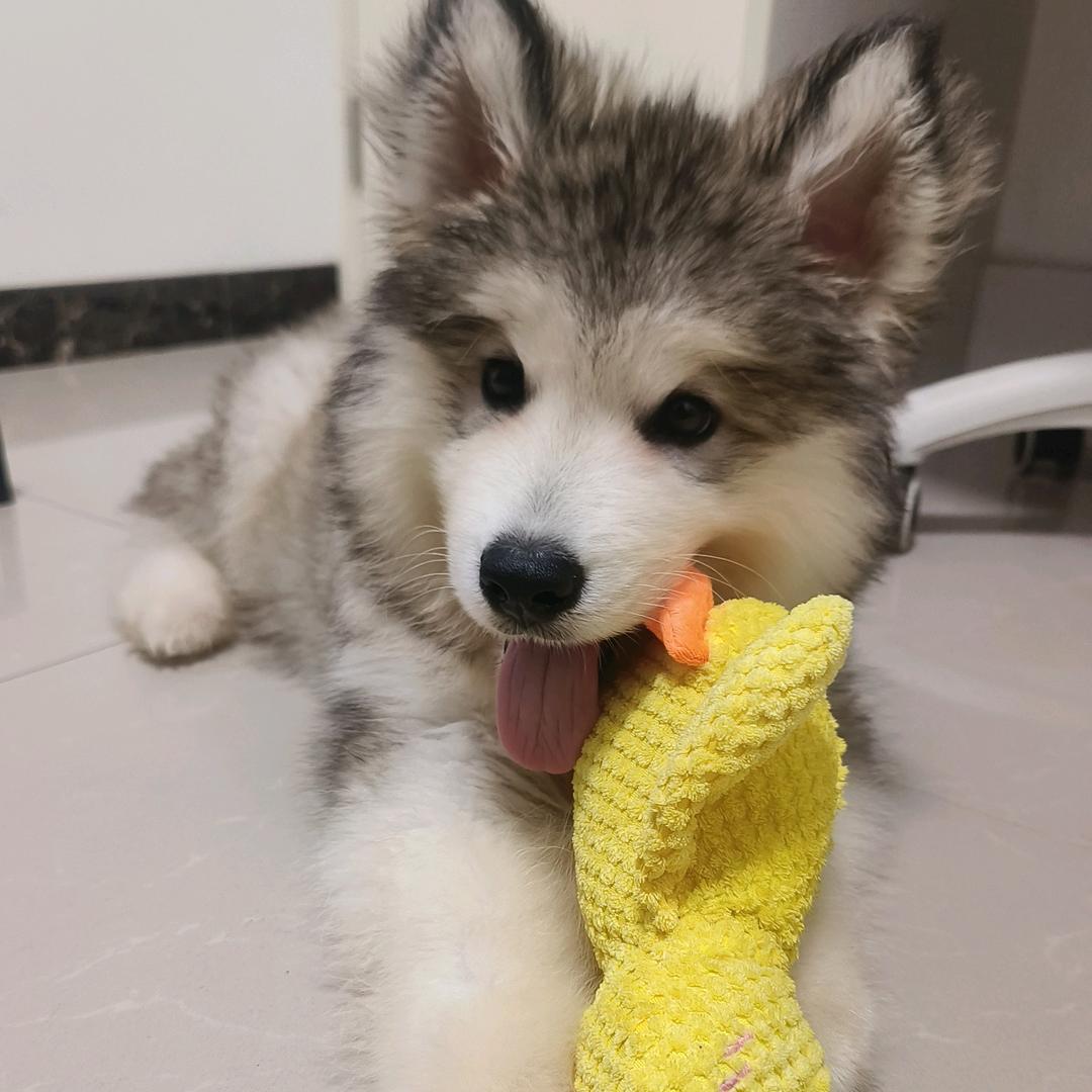 阿拉壮壮