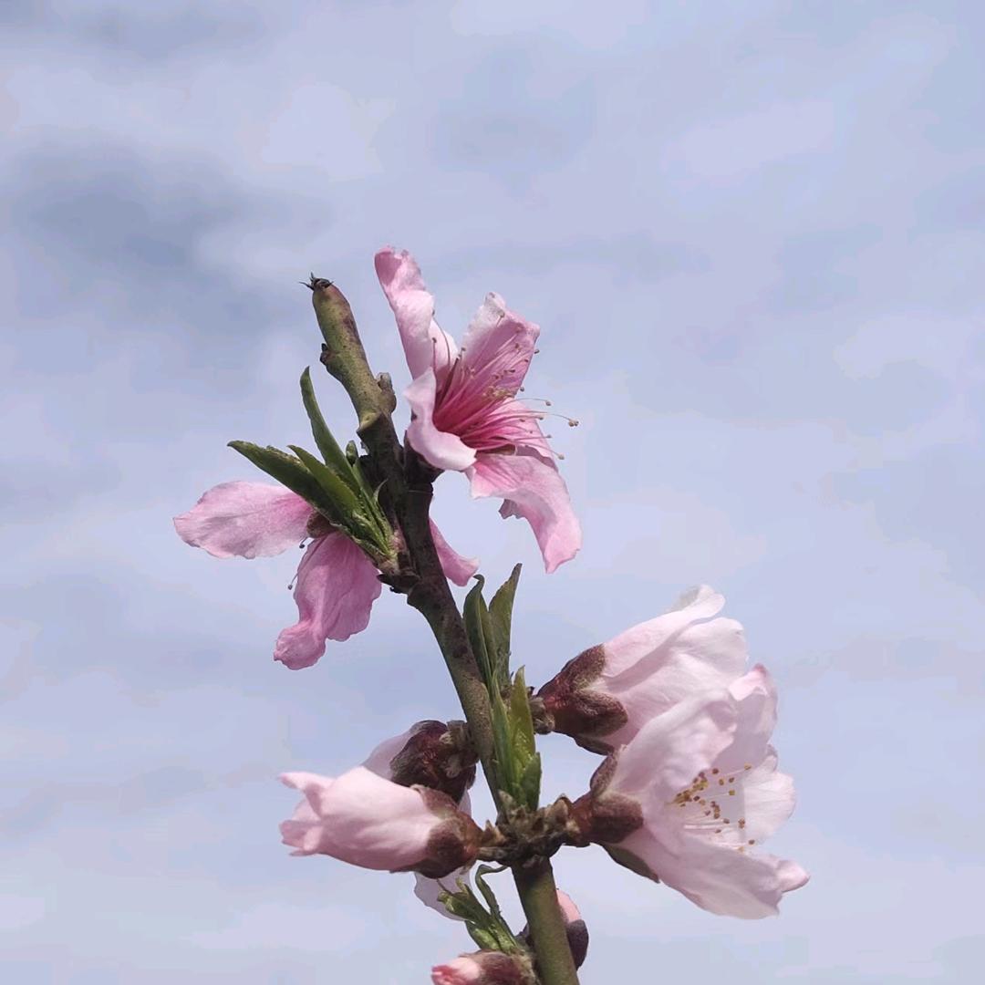 .繁花🌸似锦🍀