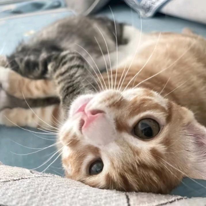 我猫呢