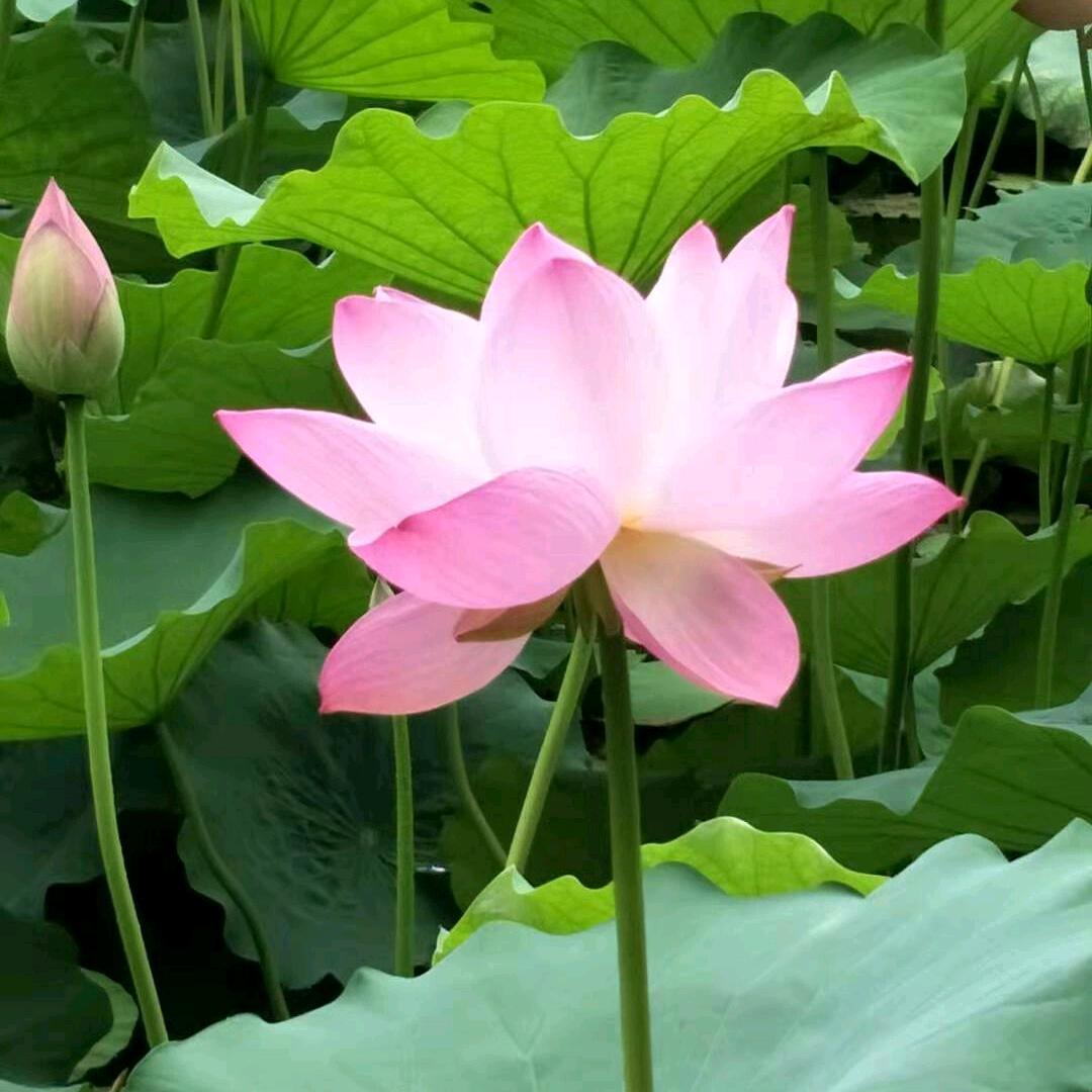 花间一壶酒