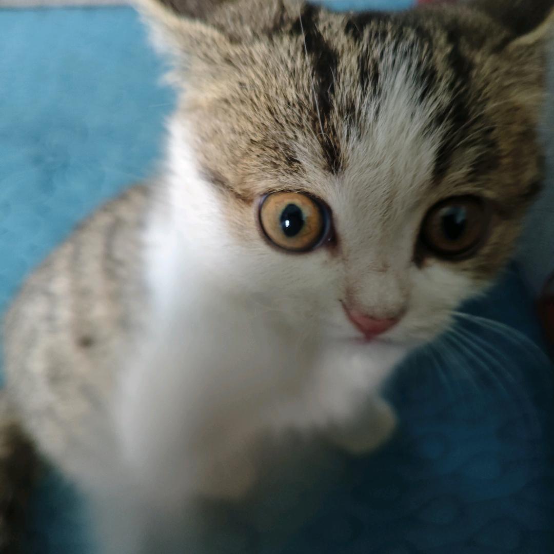 东北小烧高粱酒