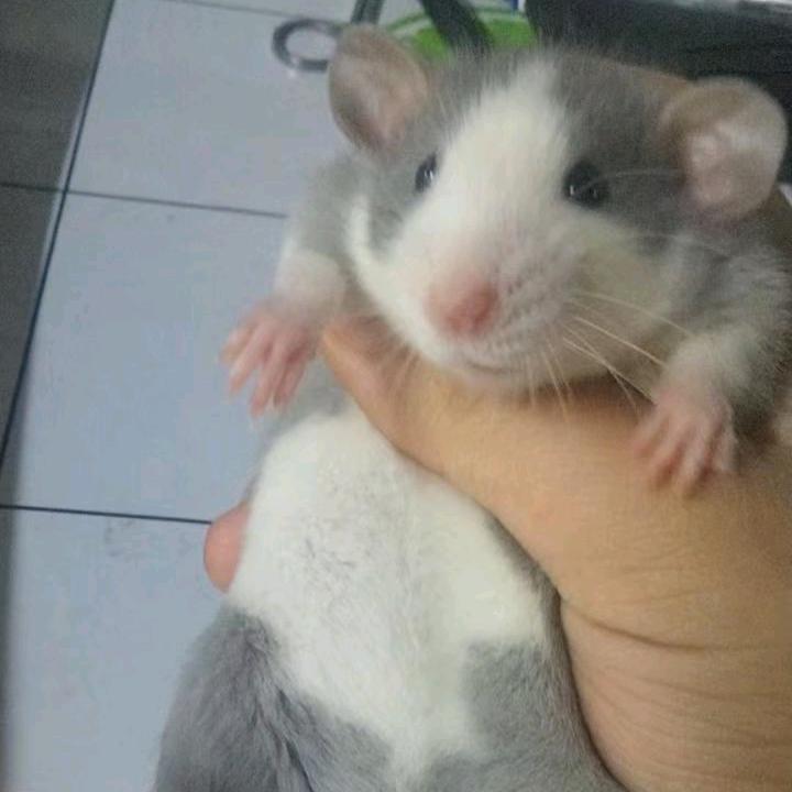 巫淮（猴）