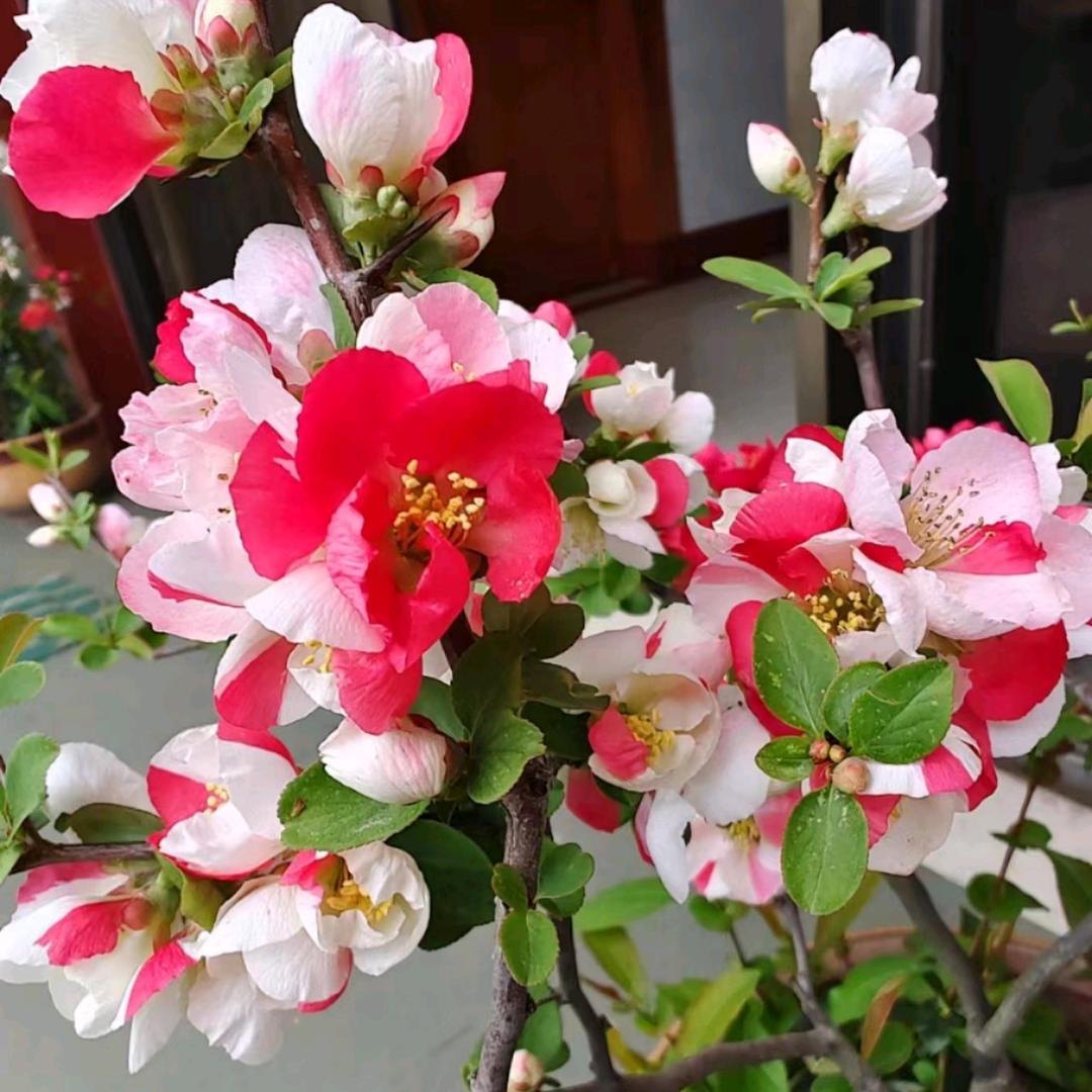锦一花卉