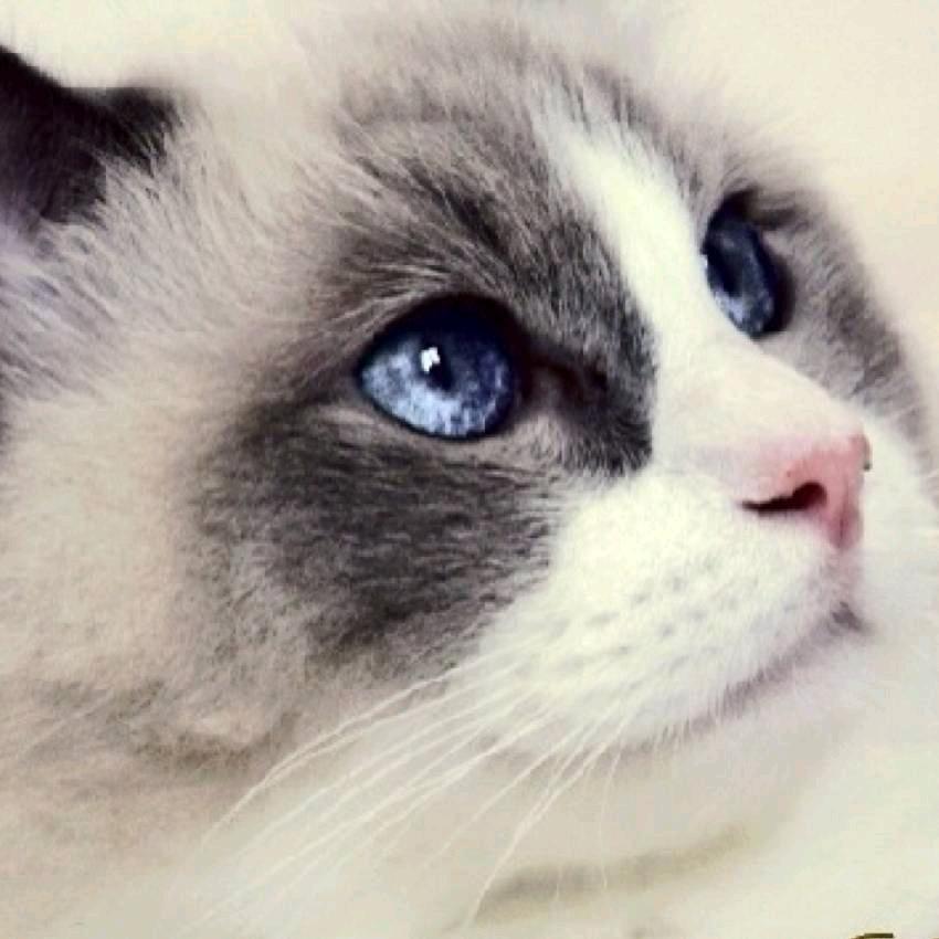 @加菲笑一笑