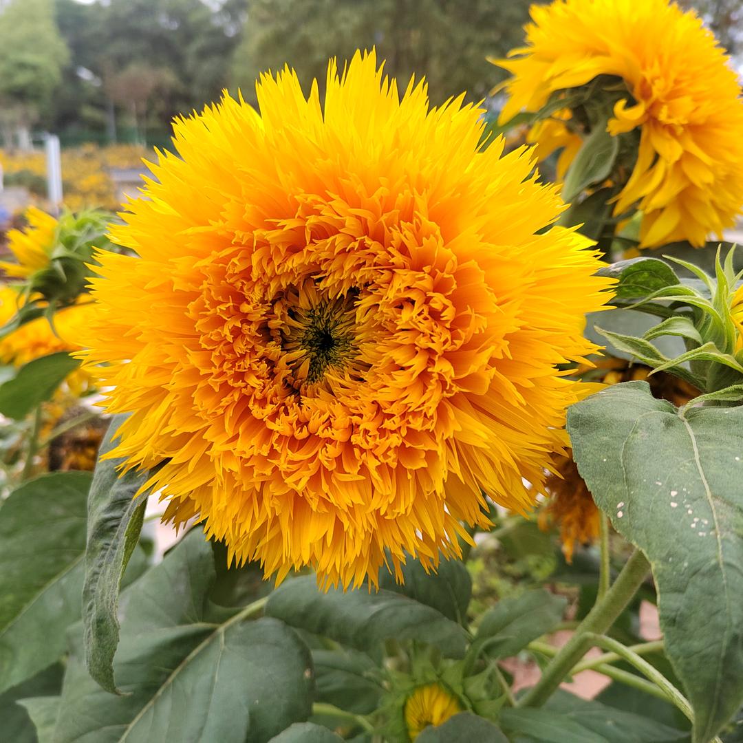 光芒万张