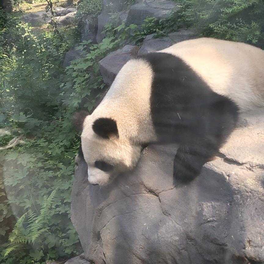瓜皮的抖音瓜皮的我