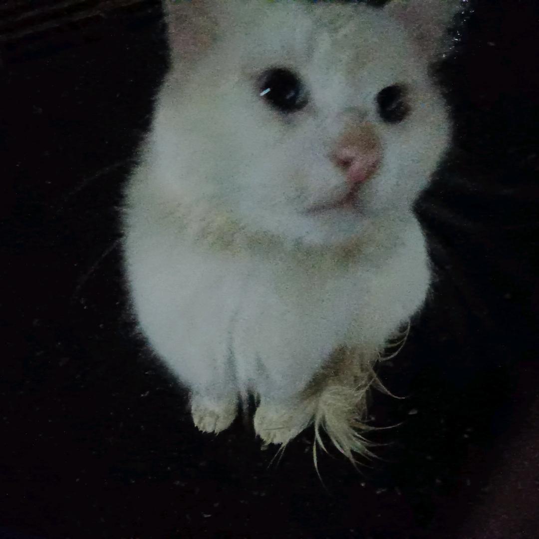 小辉✪ω✪