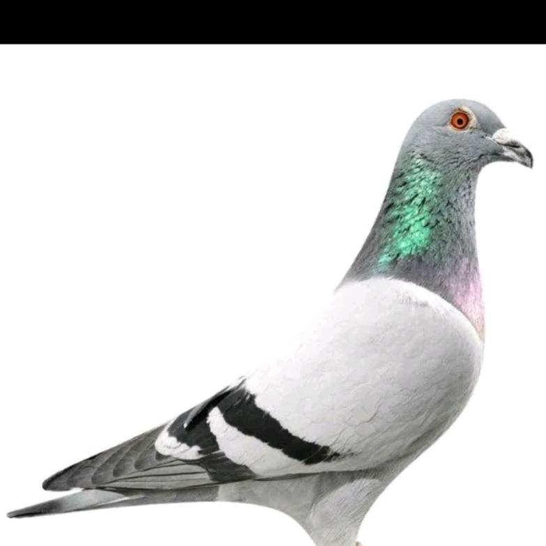 赛鸽精选李宇晴