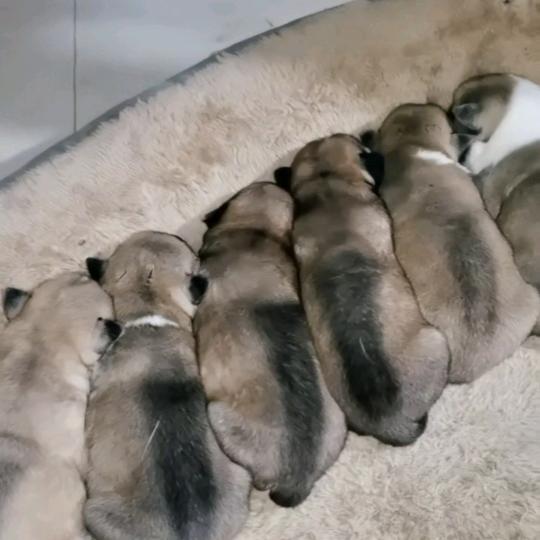 乌石小章