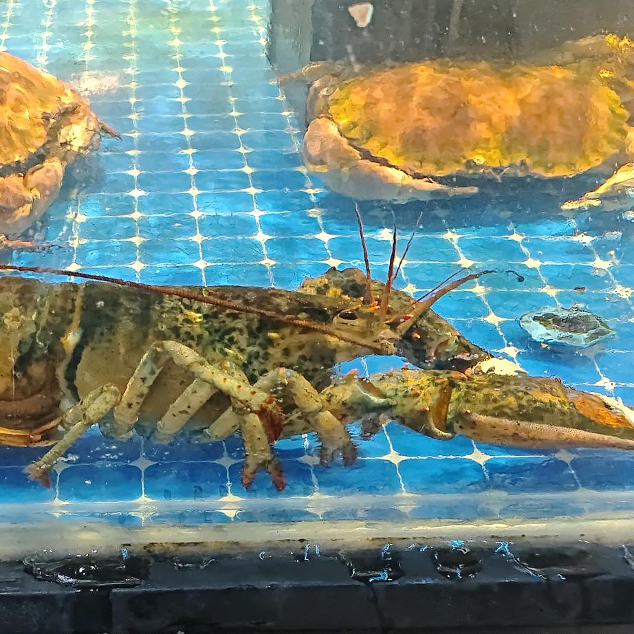 🇨🇳浪哥闯越南🇻🇳