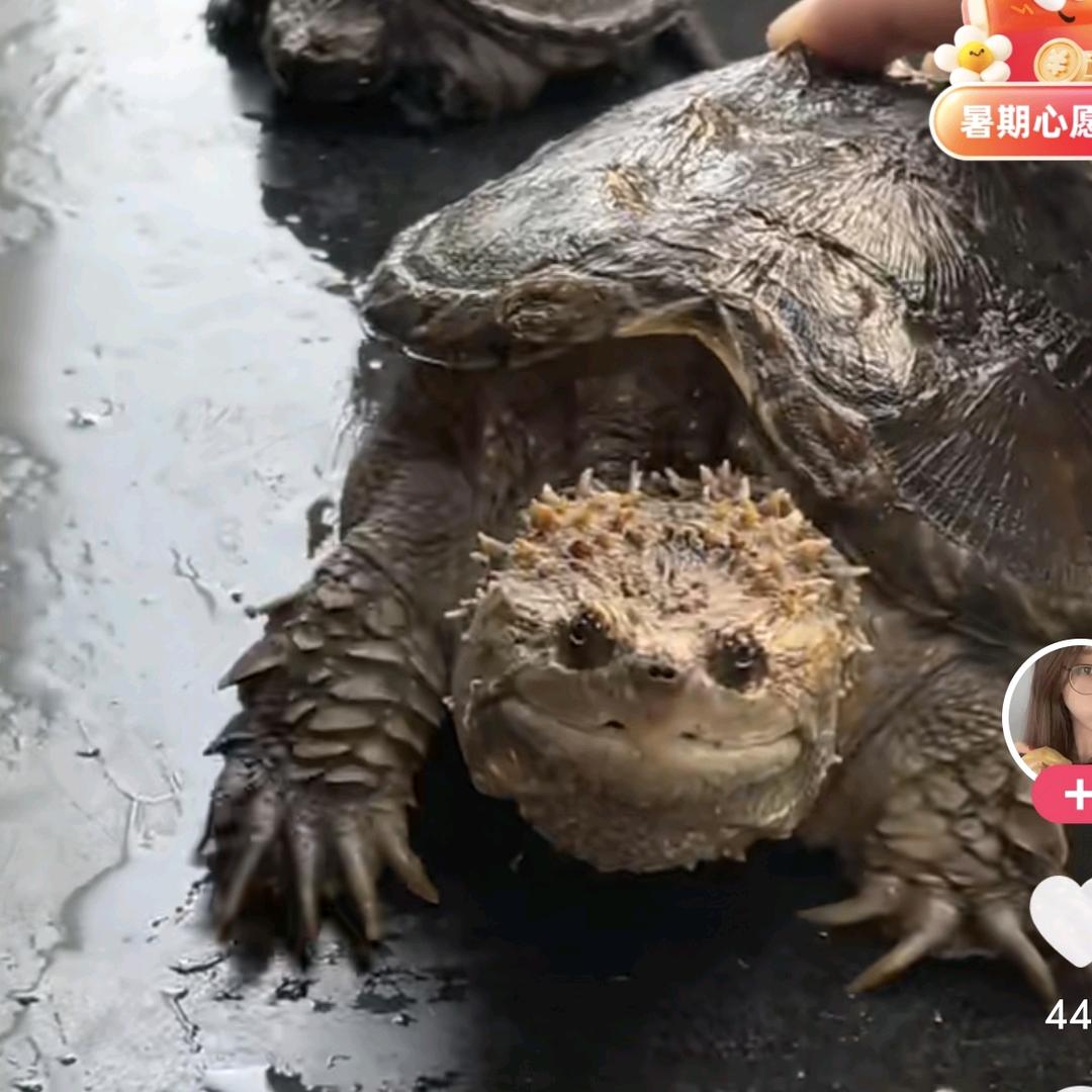 然哥（直播王者）