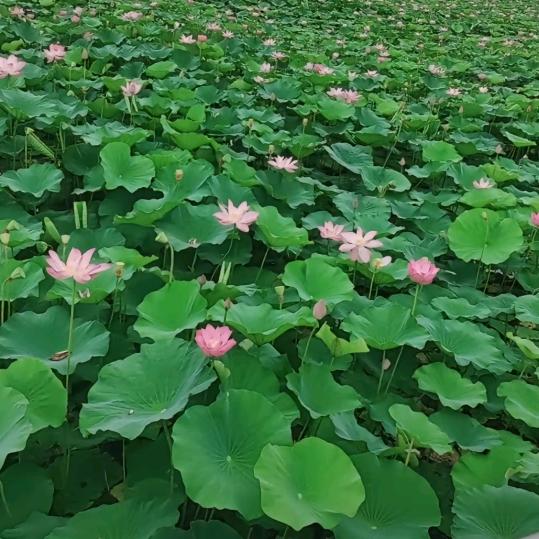 一副壮锦●﹏●