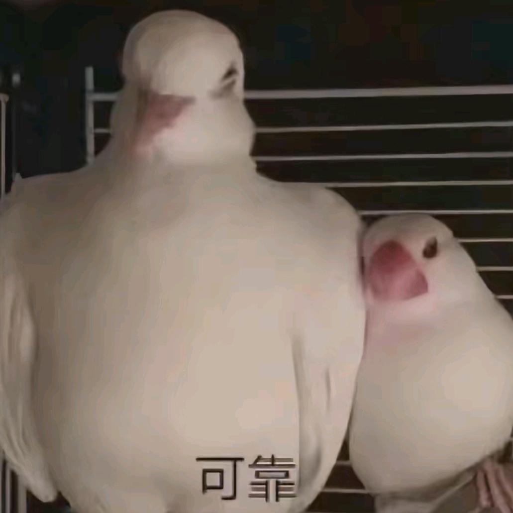 鸽子
