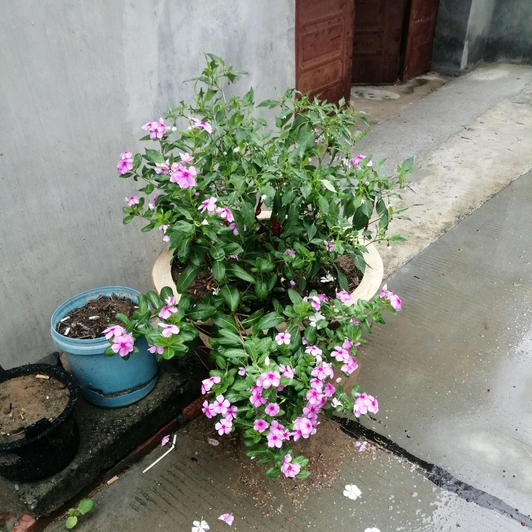 开心的家人
