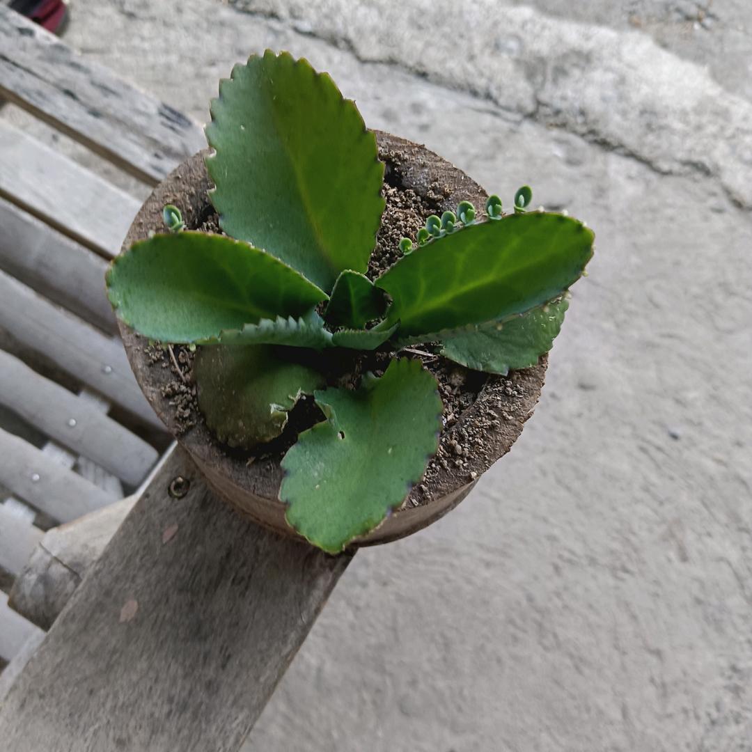 绿洲