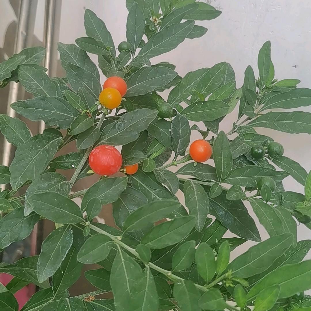 黎明的曙光☀️