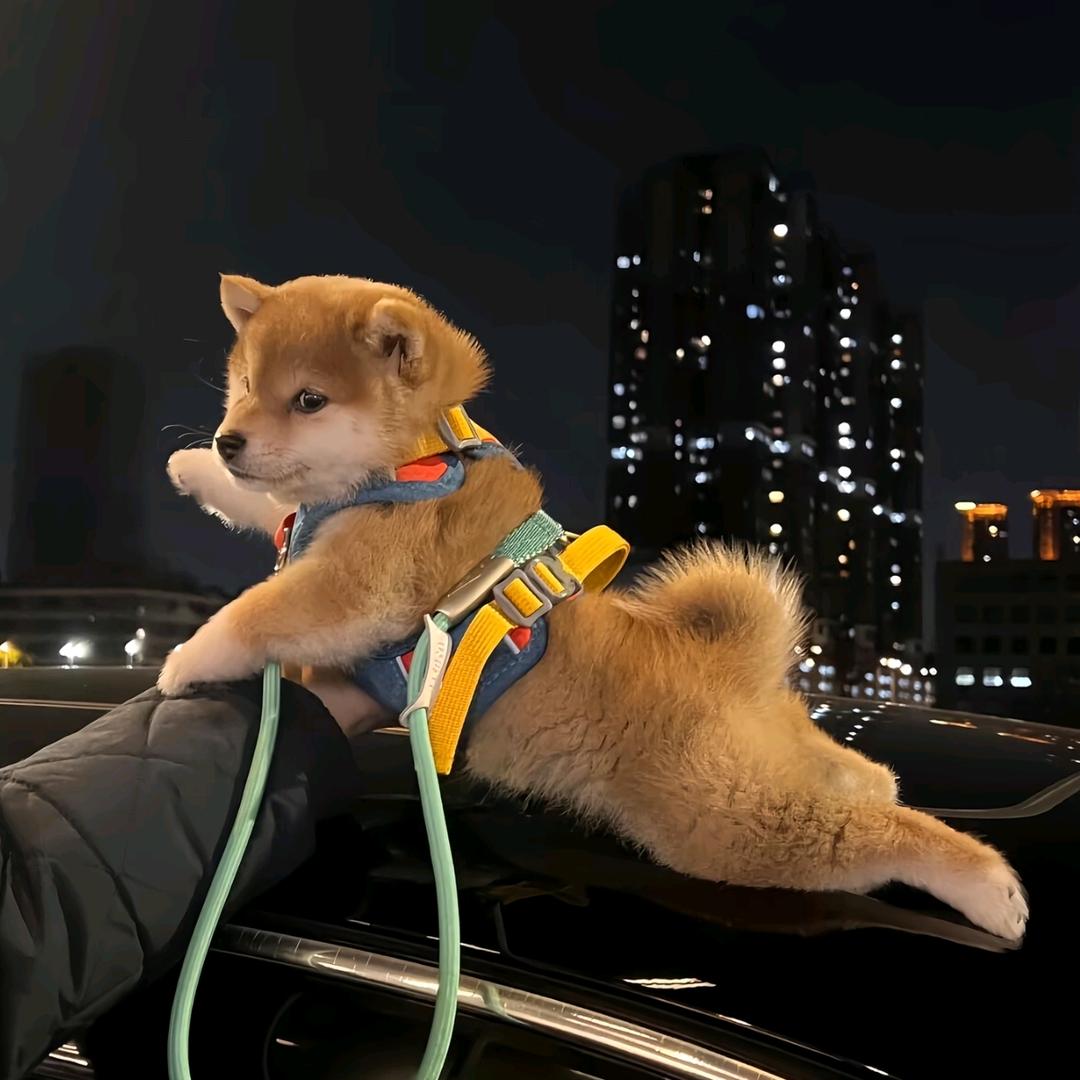 小阿在路上
