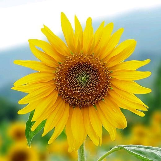 葵花健康家庭私护之家