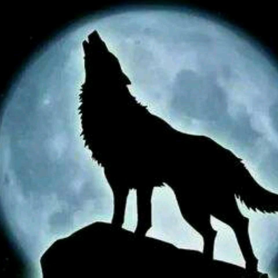 光伏 狼 人 梦想