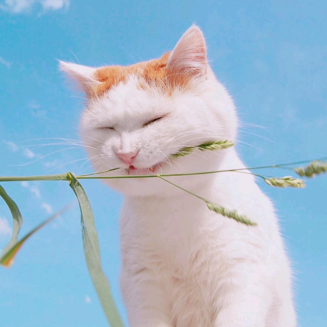 水蟑螂本螂