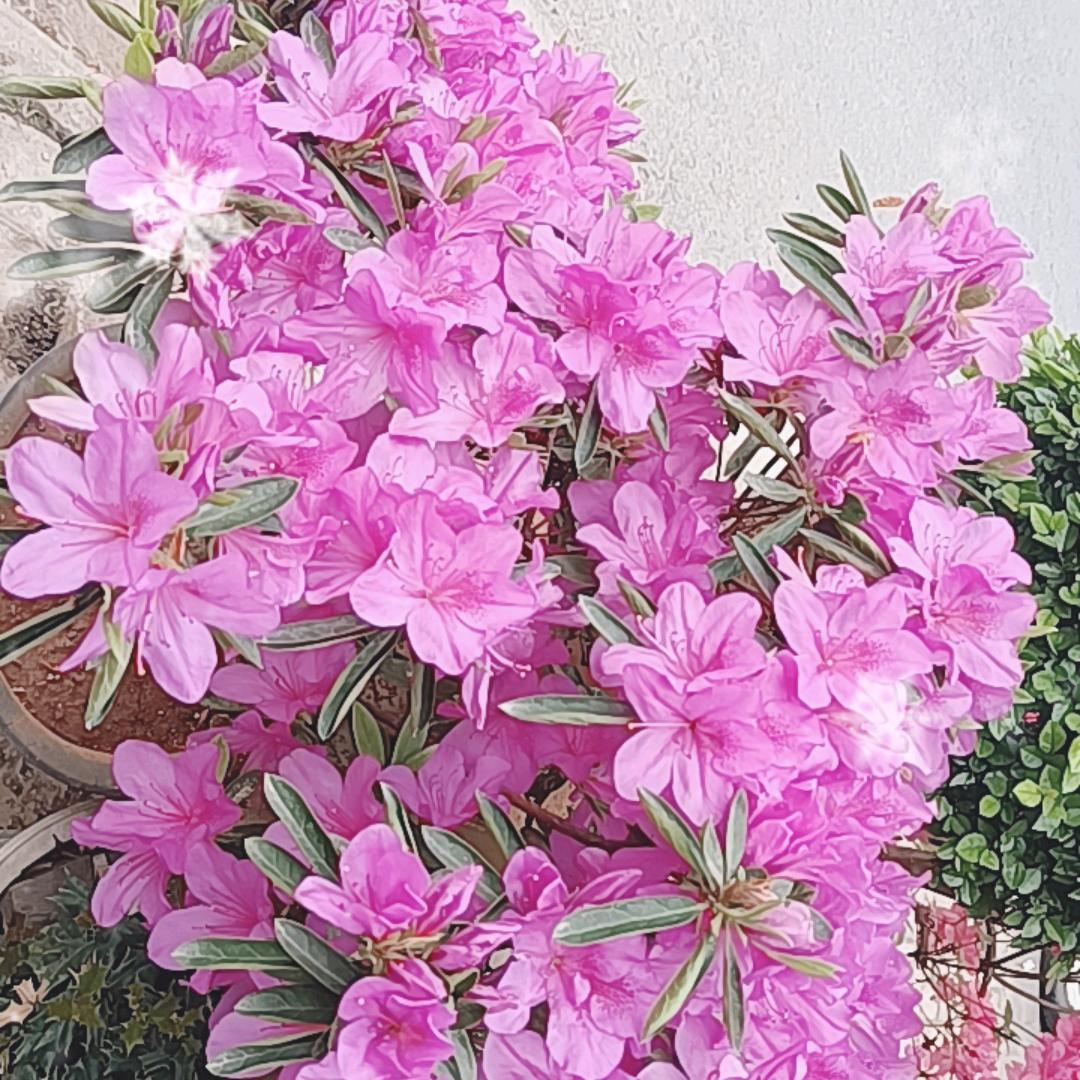 晚秋