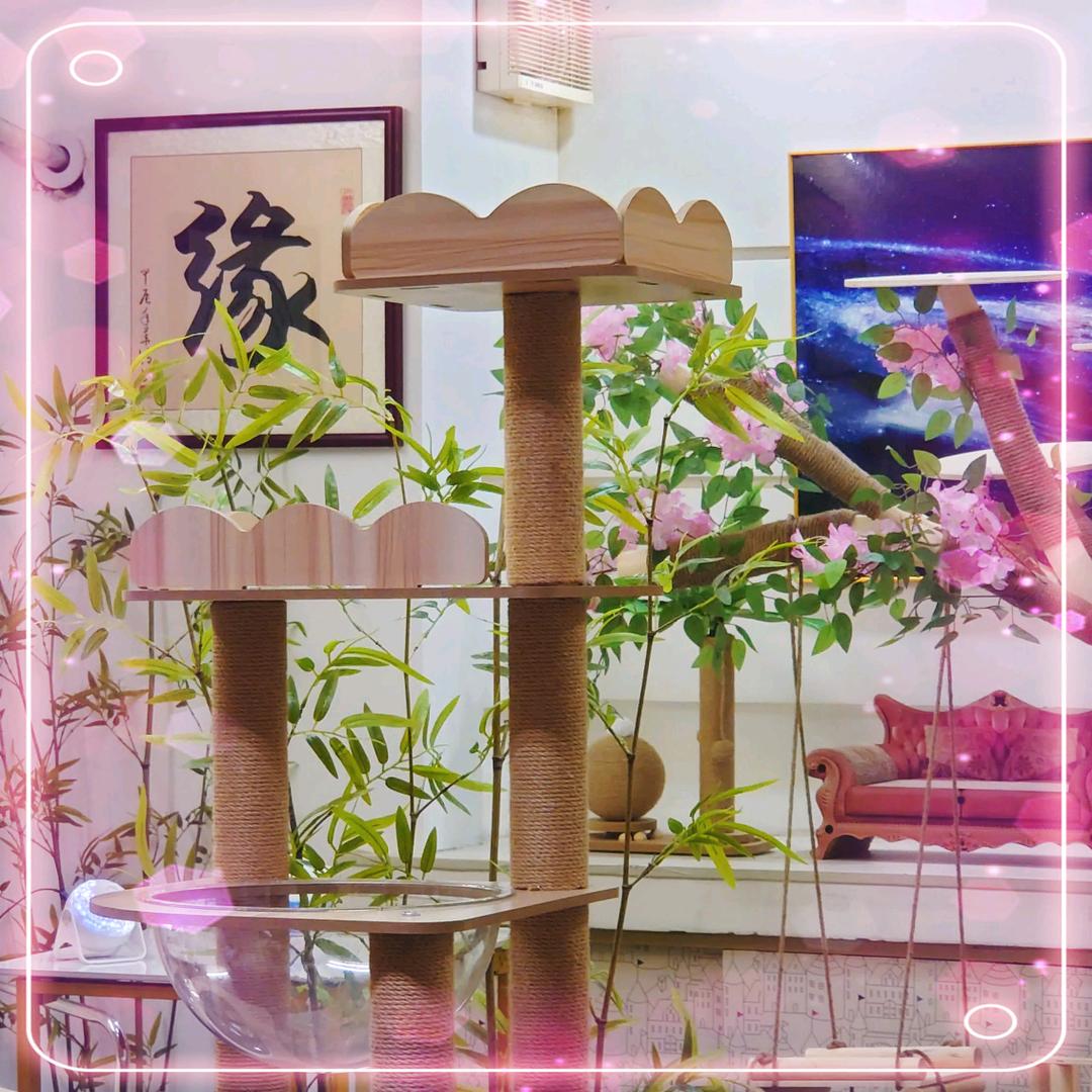 上海奇缘堂猫咪救助站