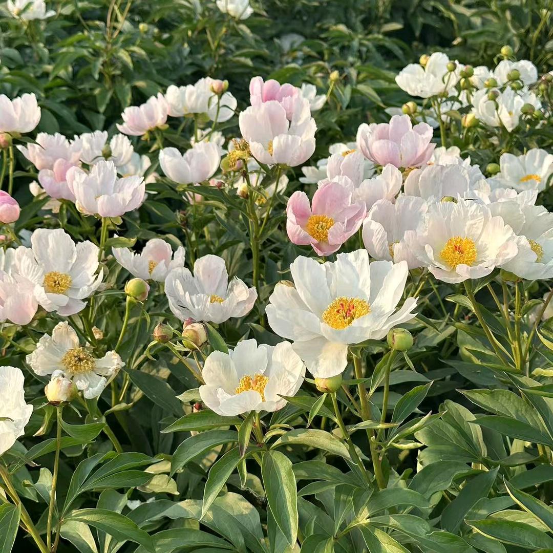朱珠🌸