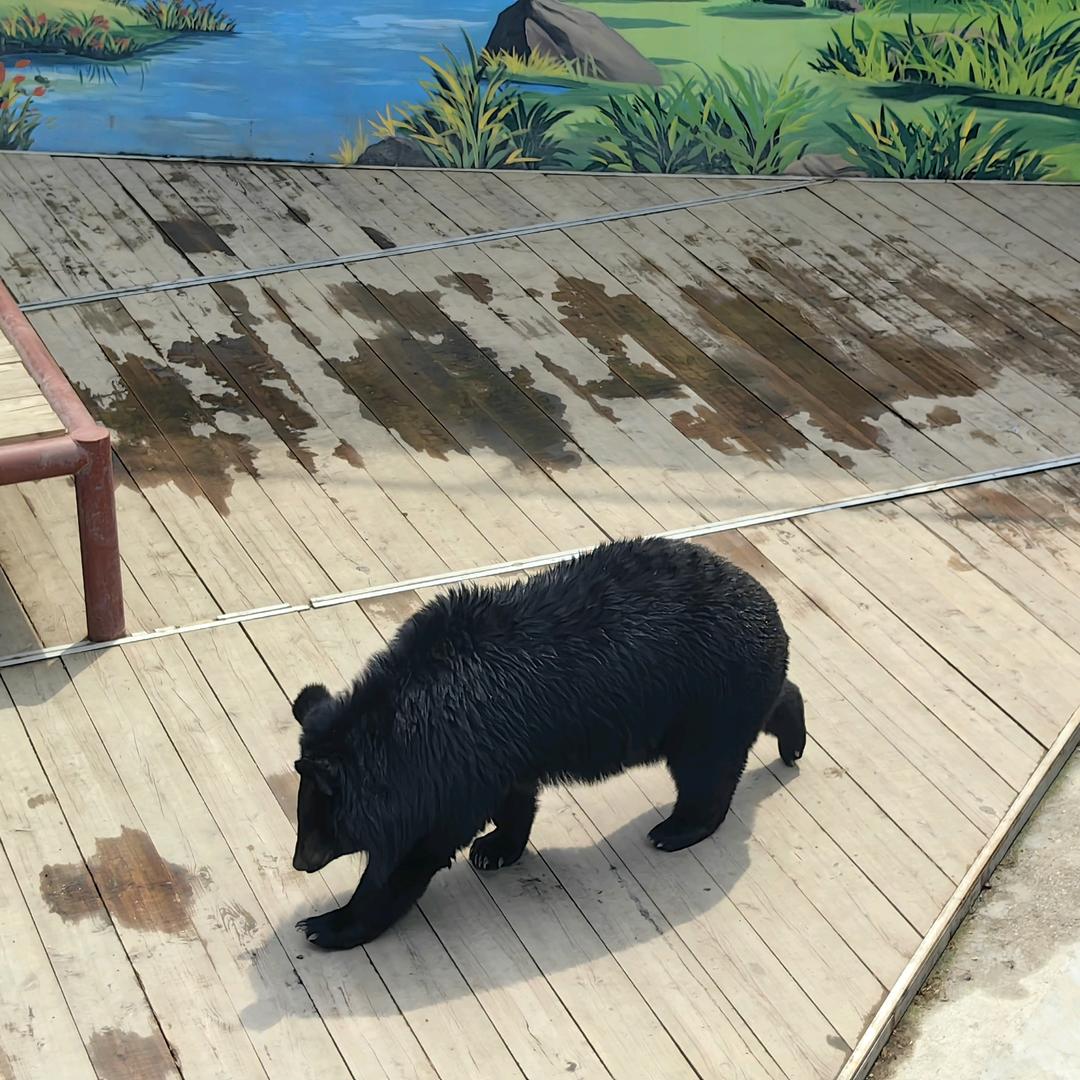 狗熊岭上骑狗熊