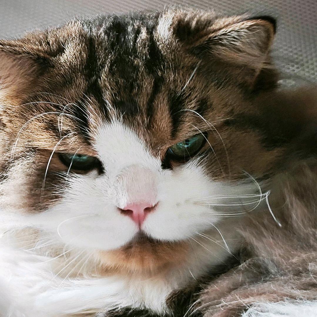 面面是只猫