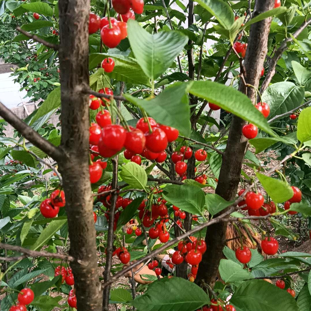 朱安荣