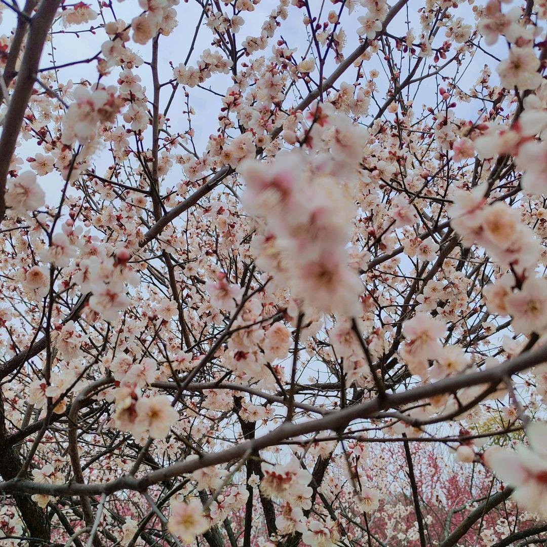 🌸锦鲤