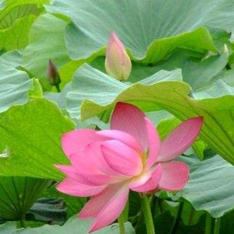 泡泡芙吖