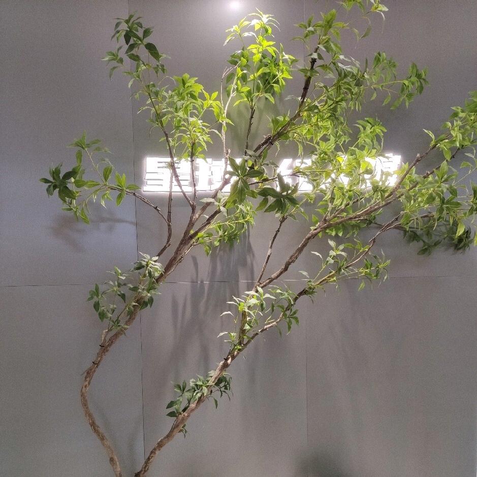 星球红人馆