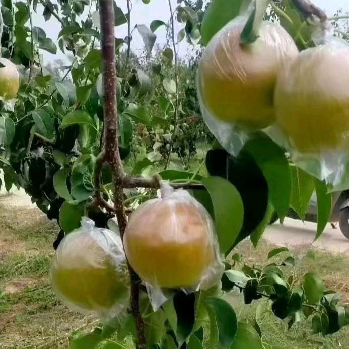 隰县玉露香梨基地