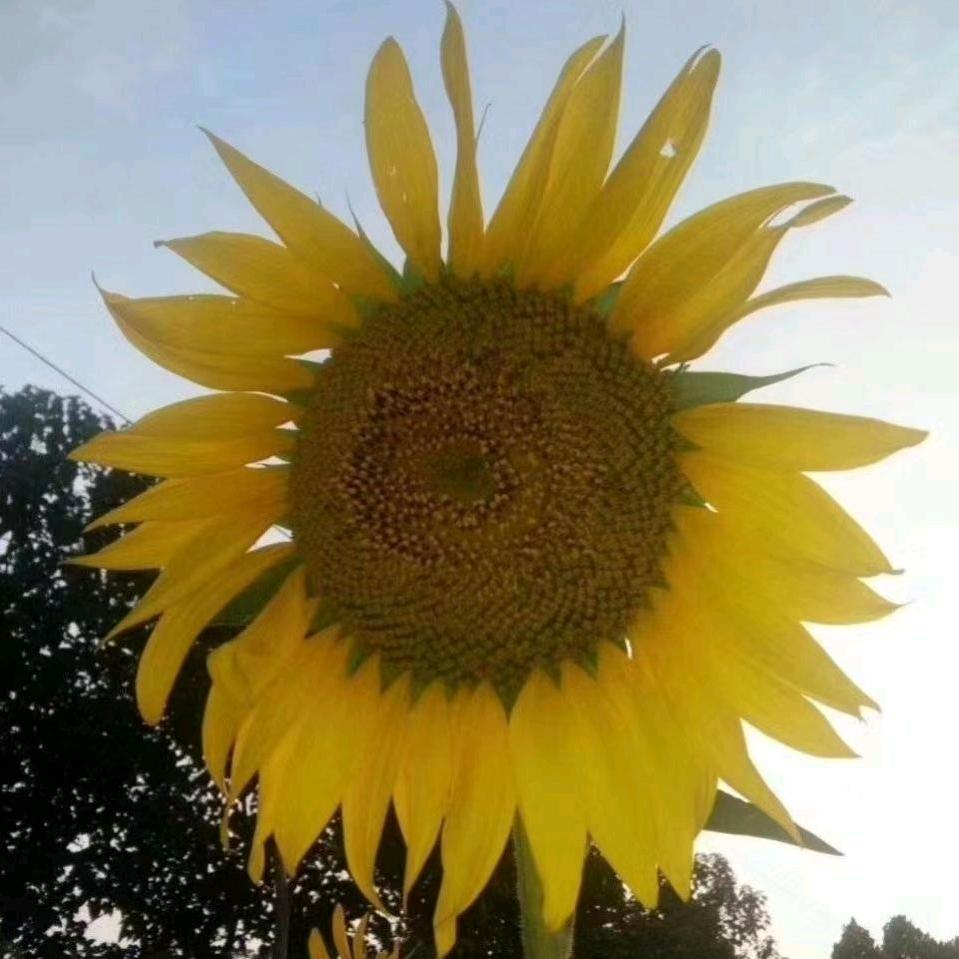 太阳花的醉爱